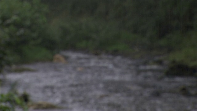 大雨倾泻在一条小河上。视频素材