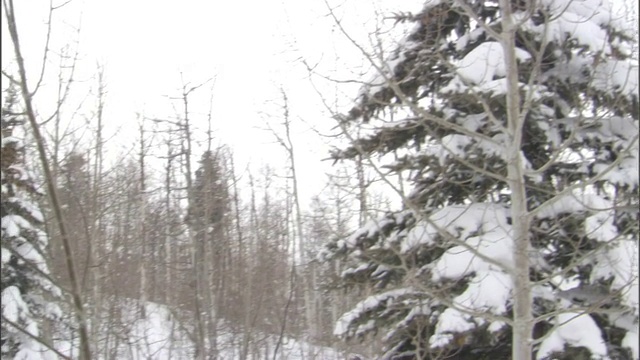 一个司机试图在下雪的情况下保持温暖。视频素材