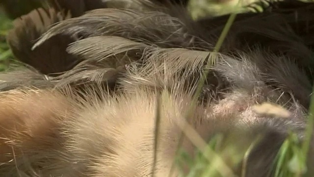 迅猛龙用喙撕扯猎物的羽毛。视频素材