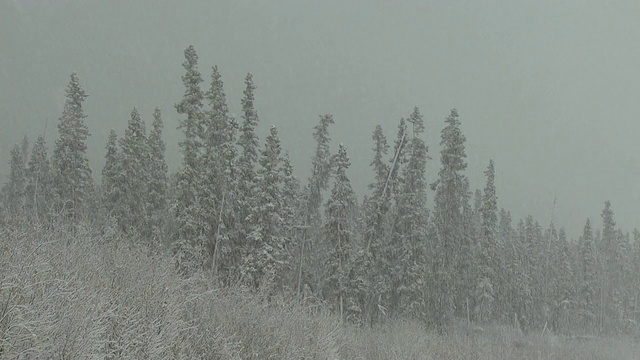 雪落在森林上。视频素材