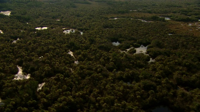 茂盛的植被沿着佛罗里达大沼泽地生长。视频素材