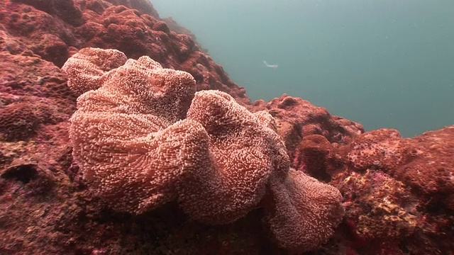 珊瑚的细丝在湄公河的水流中摇摆。视频素材