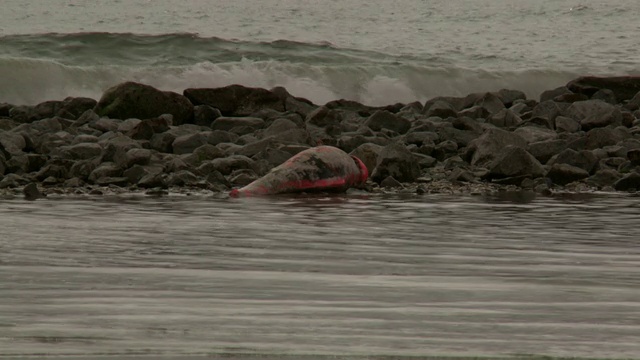 一只死海豚躺在水边的岩石上。视频素材