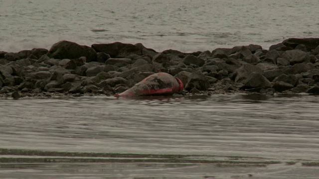 一只死海豚在一块露出地面的岩石上腐烂。视频素材