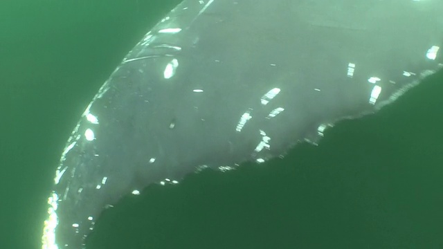 一只鲸鱼漂浮在绿色、浑浊的水中。视频素材