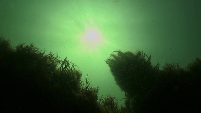 阳光照射在海藻和其他水生植物上。视频素材