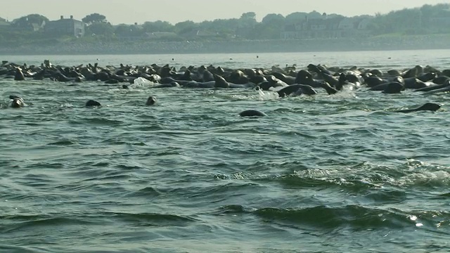 海豹在沙洲周围游泳和玩耍。视频素材