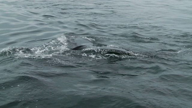 鲸鱼浮出水面，露出背鳍。视频素材