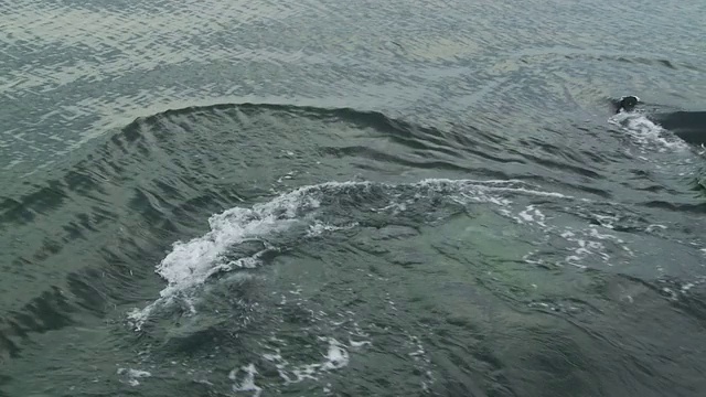 鲸鱼浮出水面并潜入水中。视频素材