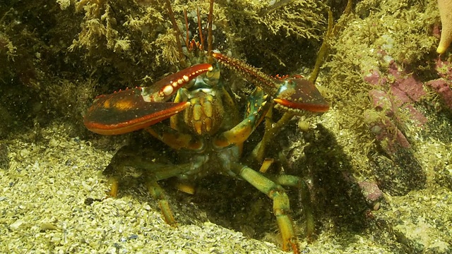 浮游生物漂过一只躺在海底的螃蟹。视频素材