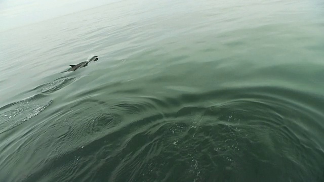 一群海豚浮出水面，然后潜下去。视频素材