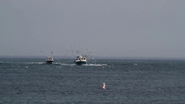 海鸥跟随渔船。视频素材