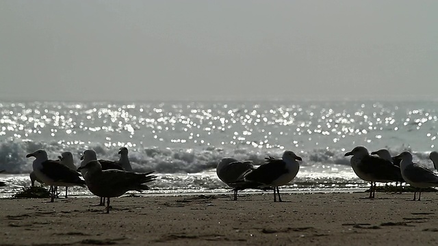 在科德角的海滩上，大西洋的波浪卷向海鸥。视频素材