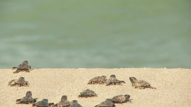 小海龟在海滩上慢慢地游向大海。视频素材