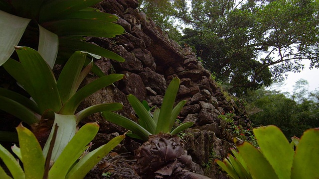 Jardim Botanico岸边的植物，里约热内卢视频素材