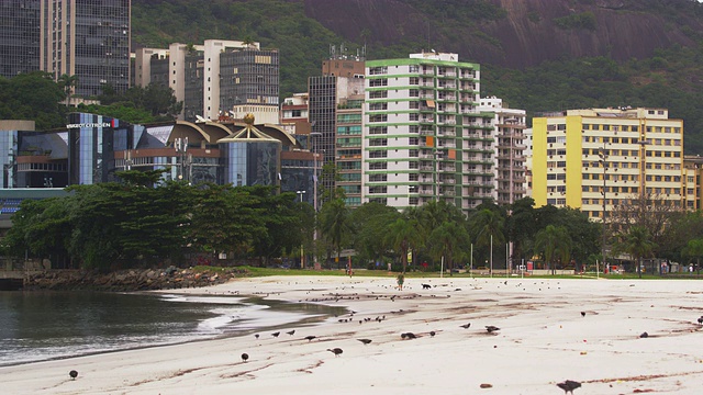 静态拍摄的鸽子沿着海滩里约热内卢de Janeiro，巴西视频素材