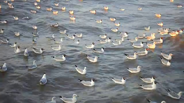 日落时分在海滩上飞翔的海鸥视频素材