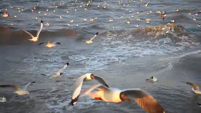 日落时分在海滩上飞翔的海鸥视频素材