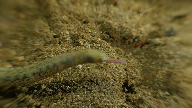 龙脸尖嘴鱼，海洋生物，宏观视频素材