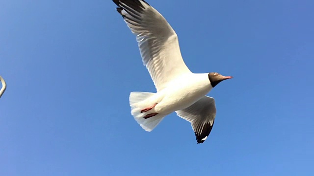 海鸥在蓝天中飞翔，慢镜头视频素材