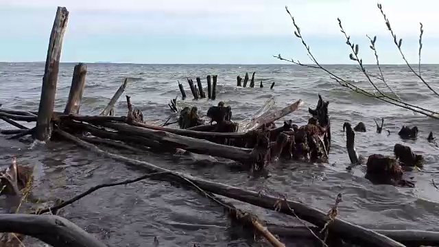 树干躺在水里视频下载