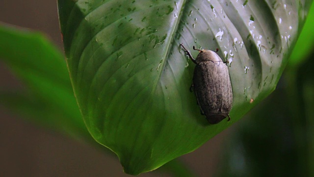 小虫视频素材