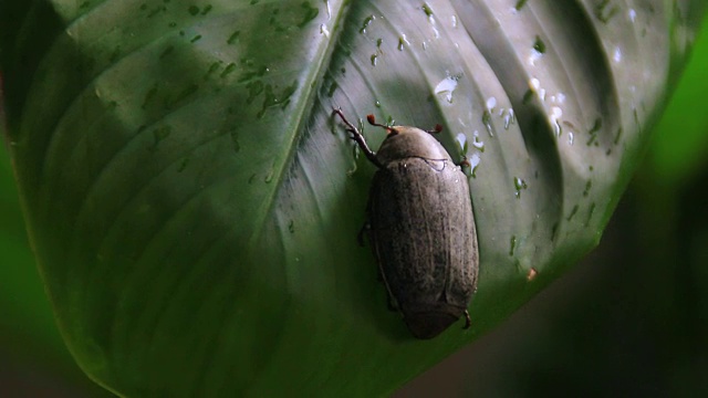 小虫视频素材