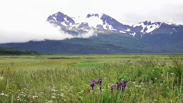 花在风景，阿拉斯加海岸视频素材