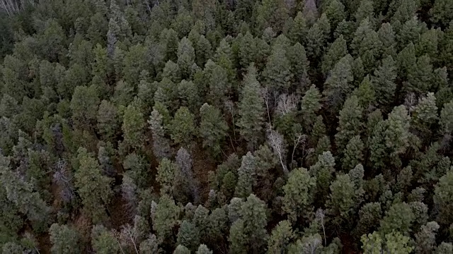 雾笼罩山路，圣塔菲，新墨西哥州，美国视频素材