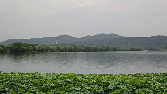 中国杭州西湖上的荷花田视频素材