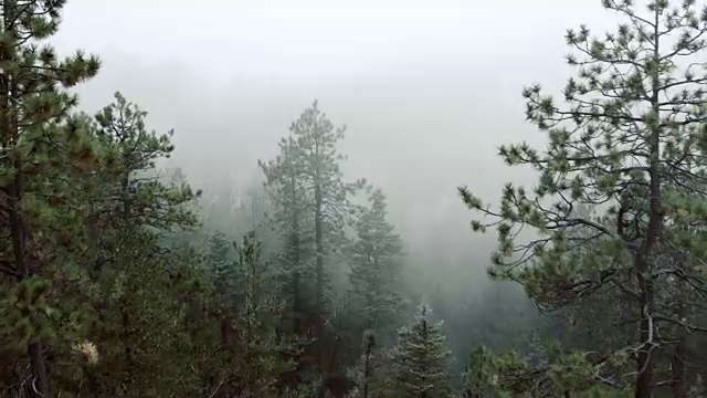 美国新墨西哥州圣达菲山森林上空的雾视频素材