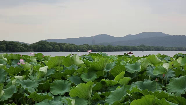 中国杭州西湖上的荷花田视频素材