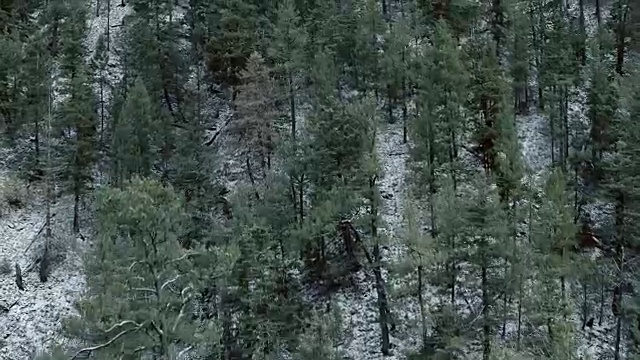 美国新墨西哥州圣达菲松树林里的雪视频素材