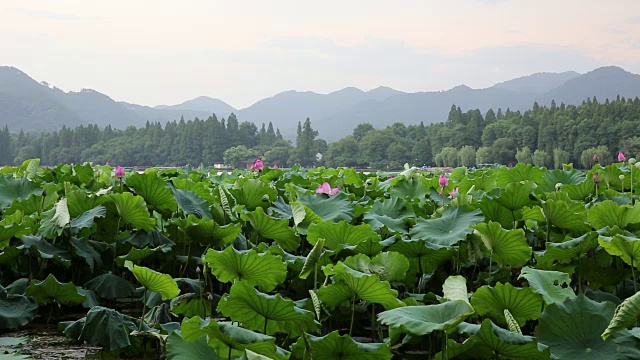 中国杭州西湖上的荷花田视频素材