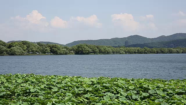 中国杭州西湖上的荷花田视频素材