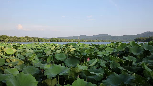 中国杭州西湖上的荷花田视频素材