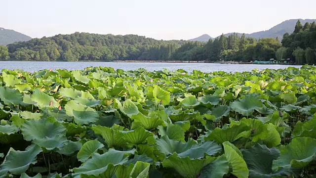 中国杭州西湖上的荷花田视频素材