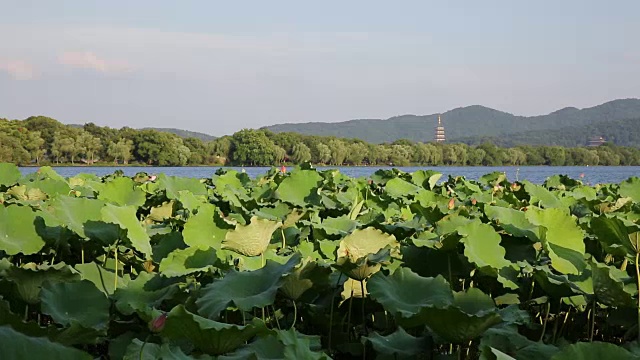 中国杭州，雷峰塔旁西湖荷花田视频素材