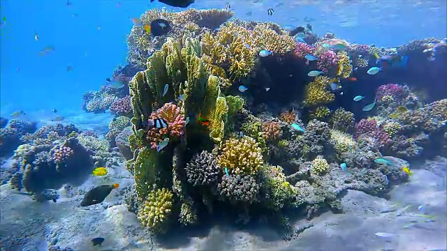 红海珊瑚礁上的海洋生物和不同种类的鱼类视频素材