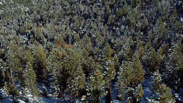 美国新墨西哥州陶斯市的雪山松树视频素材