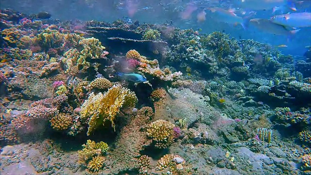 在红海的海底，有很多鱼视频素材