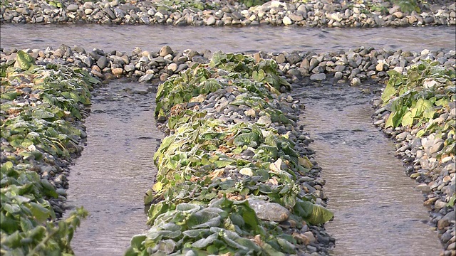 流灌溉芥末。视频素材