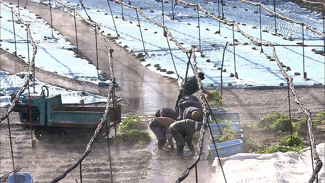 蒸汽滚滚地流过芥末收割机。视频素材