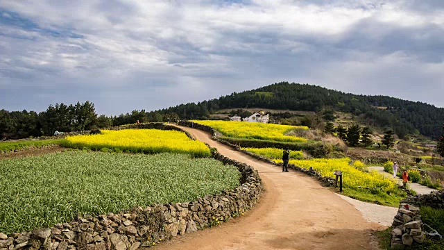 清山岛(著名旅游景点)油菜地的素丕耶路延时拍摄视频素材