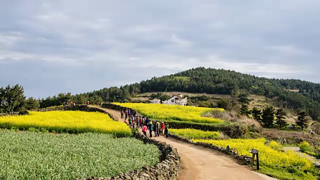 清山岛(著名旅游景点)油菜地的素丕耶路延时拍摄视频素材