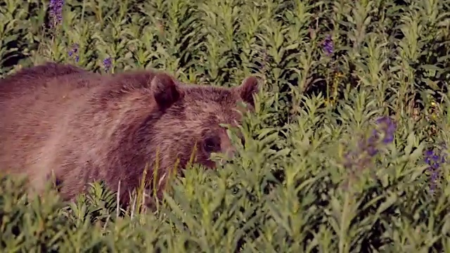 这张照片拍摄的是一只灰熊(Ursus arctos horribilis)母猪带着两只今年的幼崽走过野花视频素材