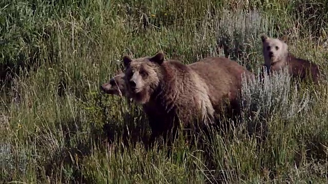 TS/MS拍摄到一只灰熊(Ursus arctos horribilis)母猪带着两只年度幼仔在草地上行走和站立视频素材