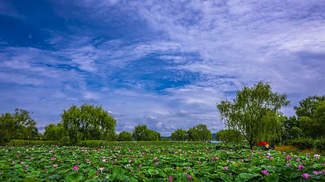 工南池荷花的延时拍摄(韩国135历史遗址，韩国第一个人工池塘，由百济王朝的木王创建)视频素材