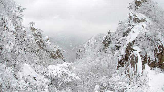 大丹山省公园里白雪覆盖的松树视频素材