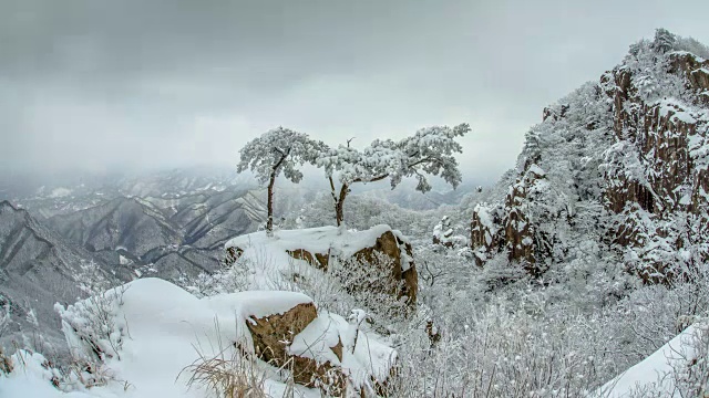 大丹山省公园里白雪覆盖的松树视频素材